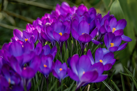 Delicate purple crocus flowers with vivid orange stamens bloom amidst green leaves in a lush spring...