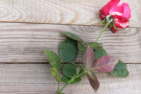 Red and white rose on dostochka.View from aboveの写真素材