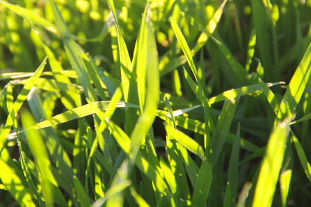 Background of the green grass