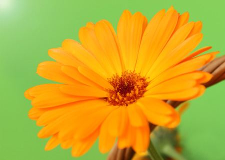 Flower of orange calendulaの写真素材