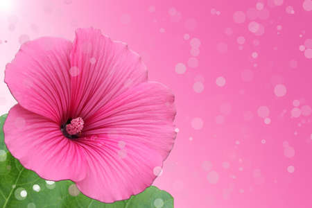 Pink flower on a background with bokehの写真素材