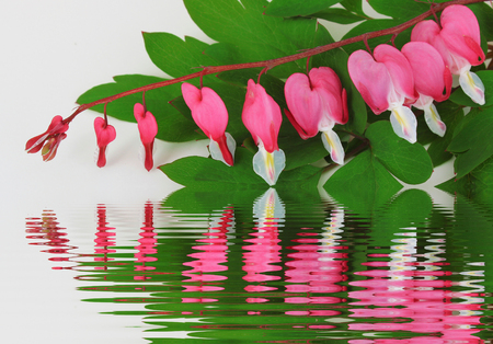 A flower near the water. Dicenterの写真素材