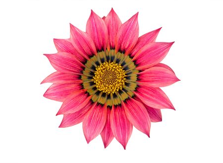 African bright pink daisy flower isolated on white backgroundの写真素材
