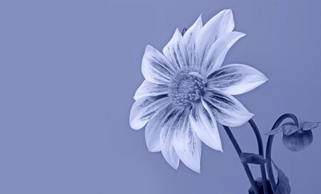 Monochrome tinted blue dahlia flower with copy spaceの写真素材