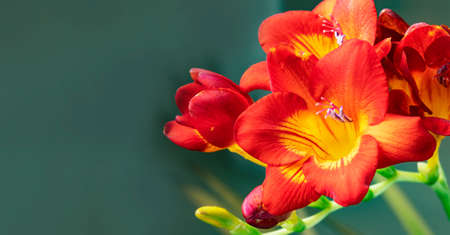 Blooming red freesia on a dark green background. Copy spaceの写真素材