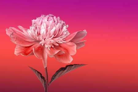 Peony flower toned with bright gradient. Fantasy