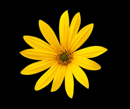 Jerusalem artichoke flower isolated on black backgroundの写真素材