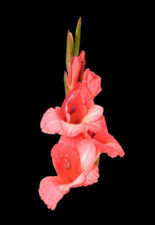 Isolated pink gladiolus flower on black backgroundの写真素材