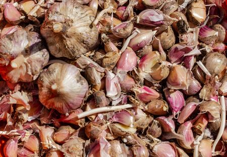 Macro photo of a food garlic bulb. Background texture. Vegetable vegetable garlic. Bulbs and cloves of fresh garlicの写真素材