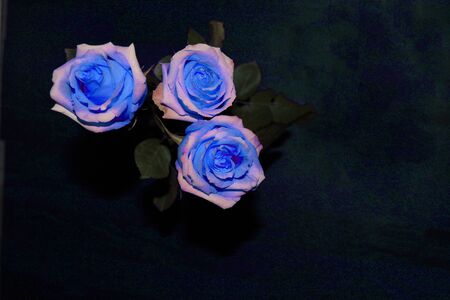 Three blue roses on a dark background. Beautiful background with blue flowers for congratulationsの写真素材