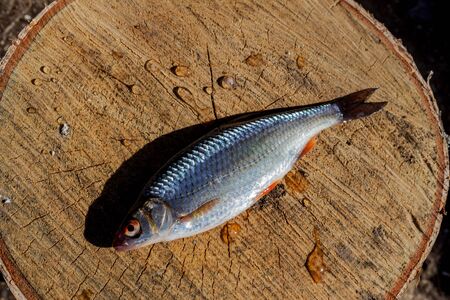 A little fish lies on a birch stump. Fishing. Fresh fish lies on a tree saw cut on a sunny day....