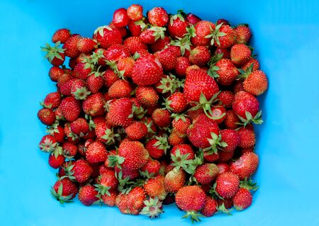 Top view on ripe strawberries in a blue bowl. Freshly picked organic red strawberries from the home garden on a blue background. Natural food, healthy lifestyle, dessert, fruit backgroundの写真素材