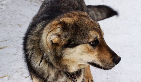 A rustic faithful dog looks away. Portrait of a beautiful yard dog on a leash in the yard....
