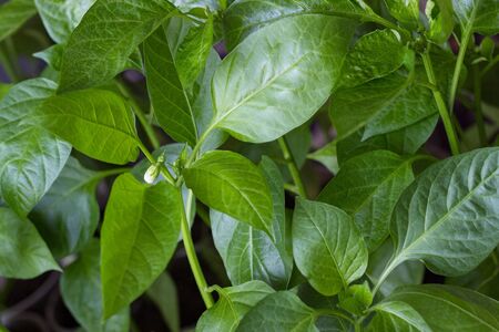 Young green shoots of seedlings of bell pepper. Seedlings of bell pepper, closeup of a young foliage of pepper, fresh spring background. Green background.の写真素材