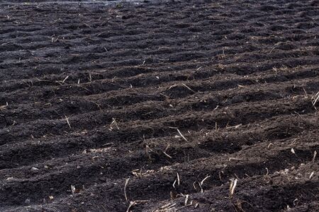 Plowed field in the spring. Agriculture, soil before sowing. Fertile land texture, rural field...