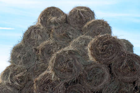 Many yellow round bales of hay lie in a heap against the blue sky. Copy space. Many bales of hay...