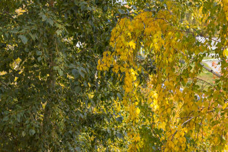 Green foliage of poplar and yellow crown of birch in one-lm photo. From summer to autumn. Autumn...