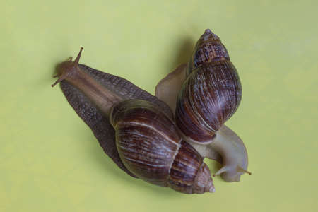Two beautiful dark and light Achatina snails isolated