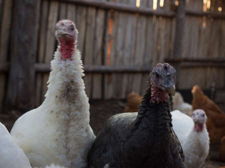 Breeding turkeys. Turkeys on the farm. Many turkeys live independently. White and black turkeys...