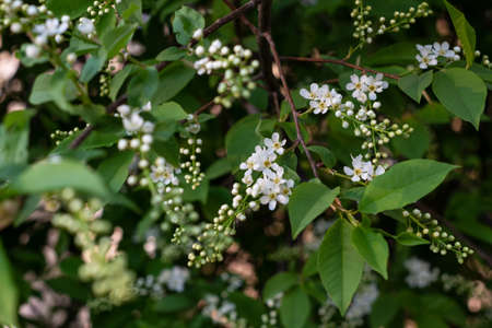 Close-up of a blooming bird cherry with selective focus and shallow depth of field. The focus is on...