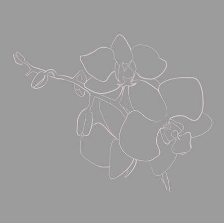 orchid flower in vector line art. hand draw illustrationのイラスト素材