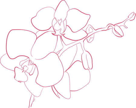 orchid flower in vector line art. hand draw illustrationのイラスト素材