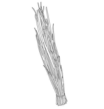 Green onion Vector illustration. Floral elements isolated on white background.のイラスト素材