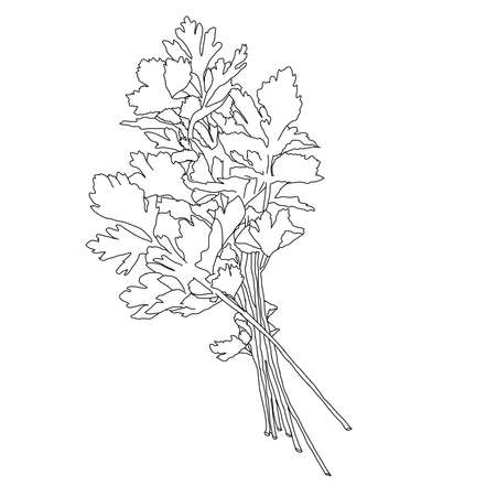 Parsley ink sketch. Isolated on white background. Hand drawn vector illustration. Retro style.のイラスト素材