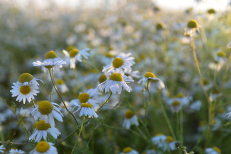 A large field with daisies at sunsetの写真素材
