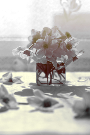 Snowdrops on the table. White flowers in the sun. Bouquet of flowers with gradient fillの写真素材