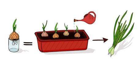 Growing green onions at home. Isolated elements on white background. Vectorのイラスト素材