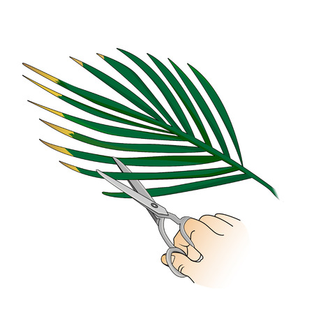 Care for indoor plants. Pruning dried palm leaves. Botany .Vector.のイラスト素材
