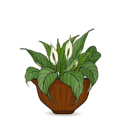 Pot with potted flowers Anthurium isolated on white background. Vector illustrationのイラスト素材