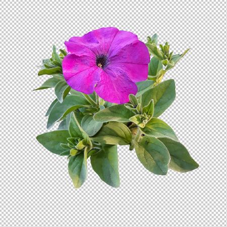 Petunia flower close up on an empty backgroundの写真素材