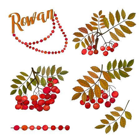 Autumn bunches of rowan berries on the sprigs with leaves and rowan beads.のイラスト素材
