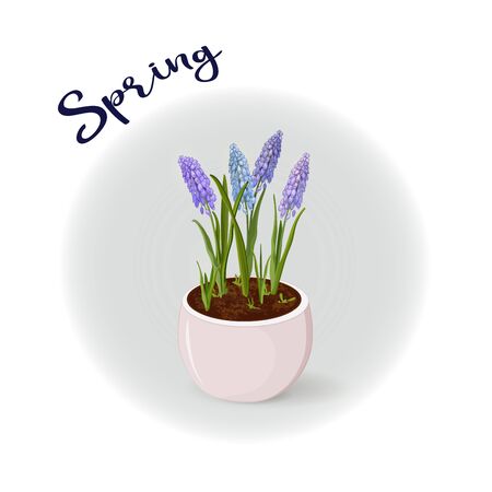 Muscari tender spring flowers in a flower potのイラスト素材