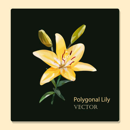 Low poly yellow delicate lily flower with two unblown buds on a postcard with a dark background. Vector illustrationのイラスト素材