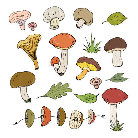 Mushrooms and autumn leaves isolated on white backgroundのイラスト素材