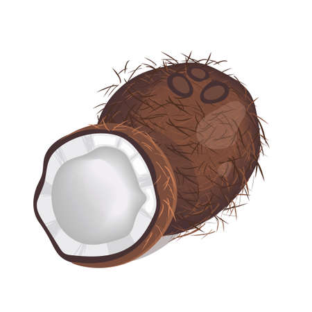 Coconut isolated on white background.のイラスト素材