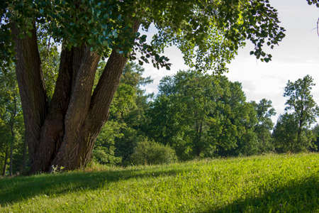 Summer landscapeの写真素材