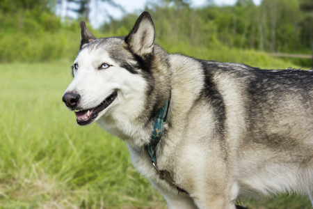 Beautiful fluffy husky poses on a walk