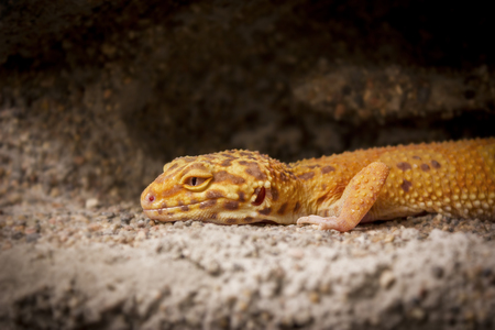 Cute orange lizard poses for the cameraの写真素材