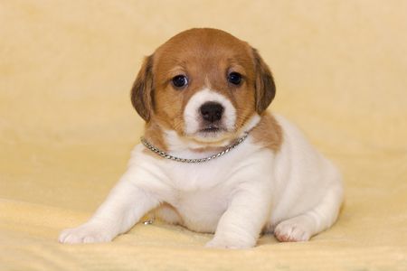 Little puppy of jack russell terrier on beige backgroundの写真素材