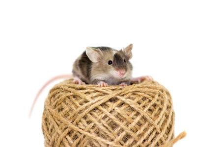 Little mouse sitting on jute rope reelの写真素材