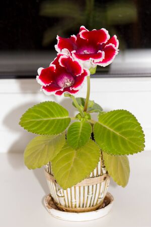 Blooming gloxinia (sinningia speciosa) red with white edgingの写真素材