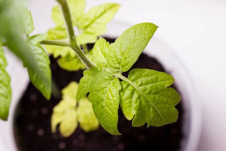 Seedling of tomato (solanum lycopersicum) in flowerpot