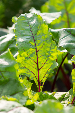 Beautiful beet growing in garden on open air