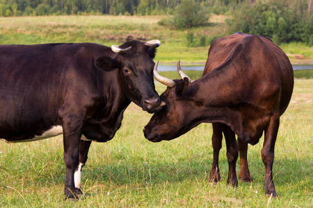 Red and black cows assist each other escape from insectsの写真素材