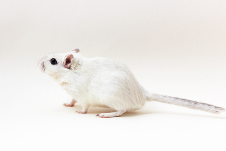 Fluffy cute rodent - gerbil on neutral backgroundの写真素材