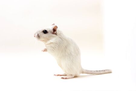 Fluffy cute rodent - gerbil on neutral backgroundの写真素材